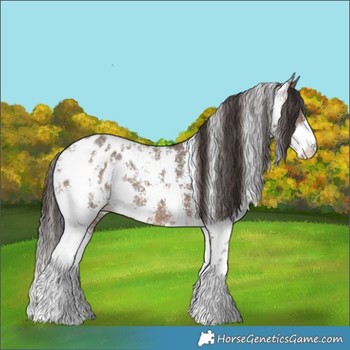 Horse Color:Brown Dun Sabino Blanket 