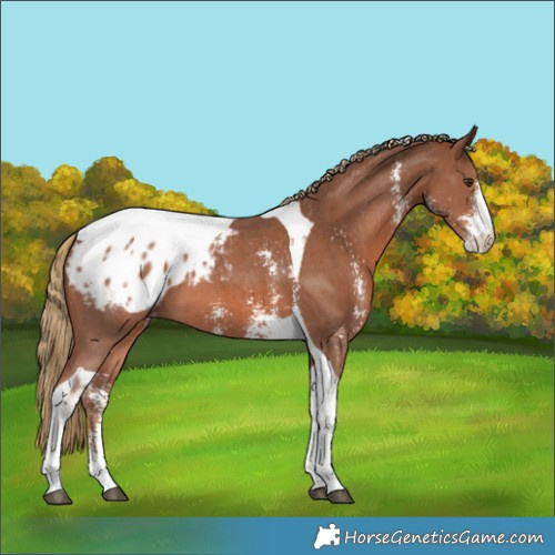 Horse Color:Chestnut Sabino Tobiano Appaloosa