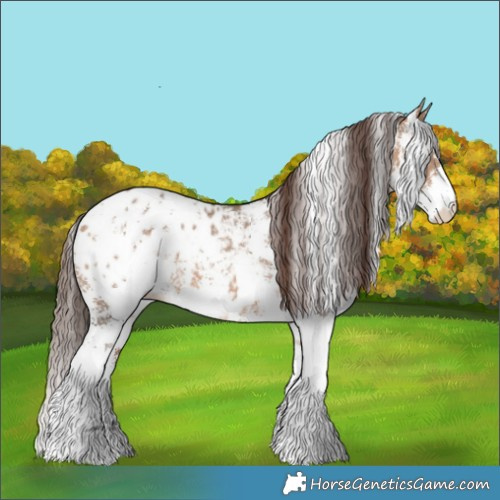 Horse Color:Bay Dun Sabino Appaloosa 