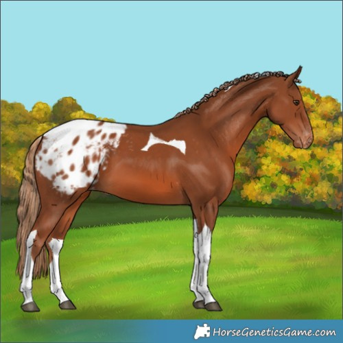 Horse Color:Chestnut Tobiano Appaloosa