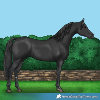 Horse Color:Black 