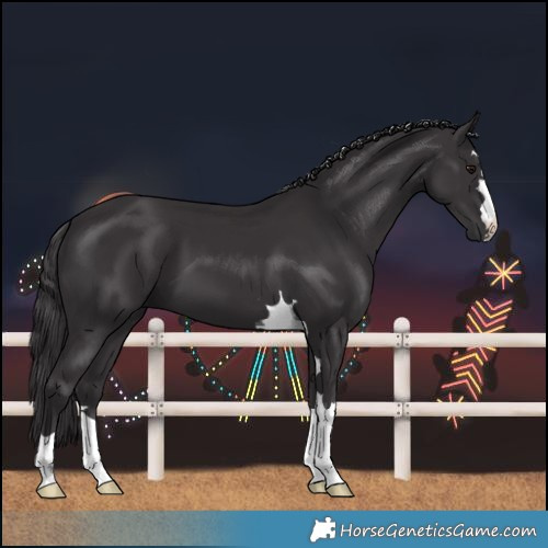 Horse Color:Smoky Black 