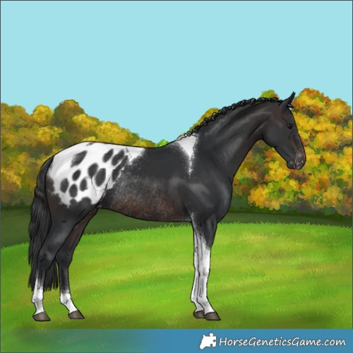 Horse Color:Brown Tobiano Appaloosa Rabicano
