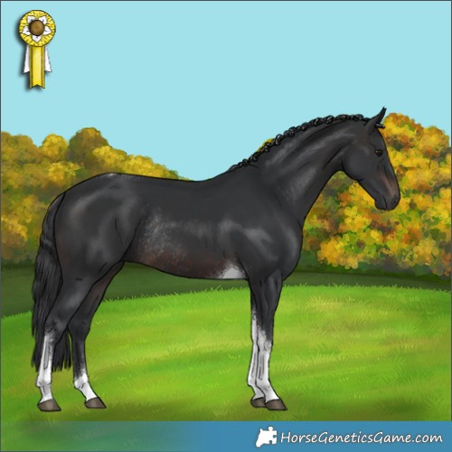 Horse Color:Brown Tobiano Rabicano