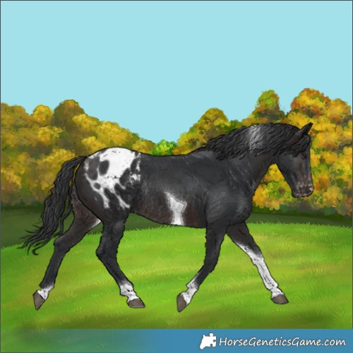 Horse Color:Brown Tobiano Appaloosa Rabicano