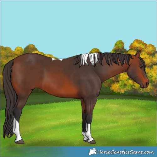 Horse Color:Bay Tobiano 