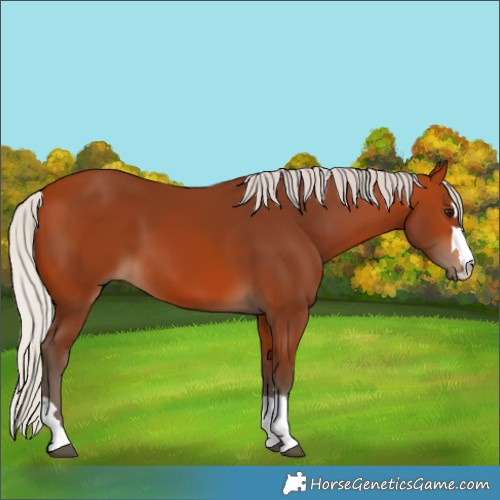 Horse Color:Silver Bay 