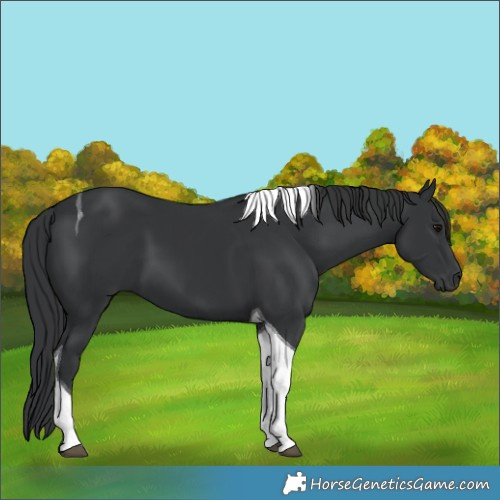 Horse Color:Black Tobiano 