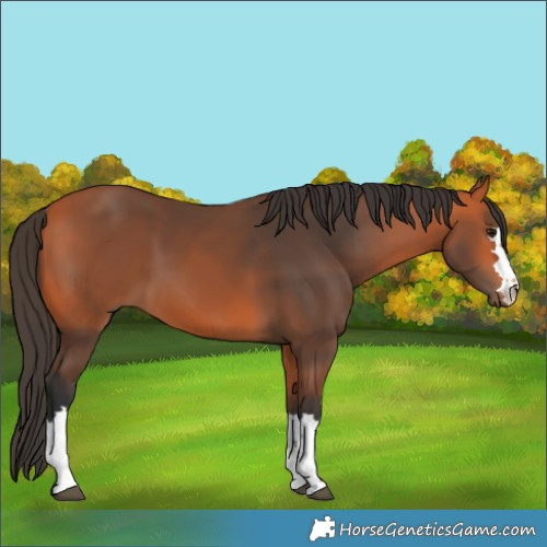 Horse Color:Bay 