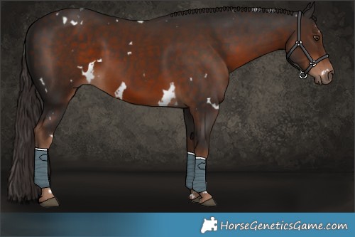 Horse Color:White Spotted Liver Chestnut