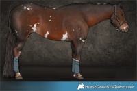 Horse Color:White Spotted Liver Chestnut 