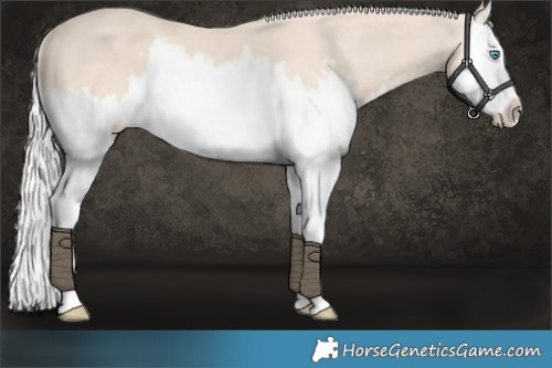 Horse Color:Cremello Splash and Cremello Splash