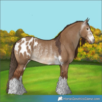 Horse Color:Gray Red Dun Blanket Rabicano 