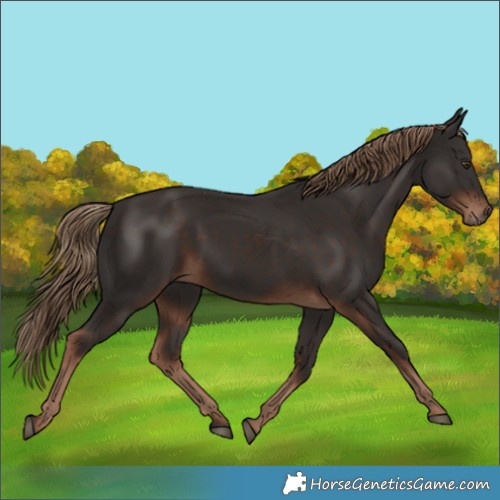 Horse Color:Liver Chestnut Rabicano 