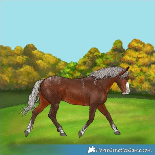 Horse Color:Powder White Silver Bay Splash 