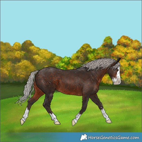 Horse Color:Silver Brown Splash 