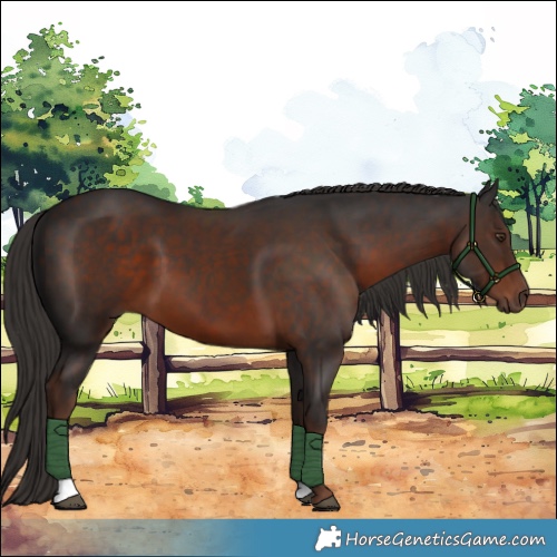 Horse Color:Liver Chestnut 