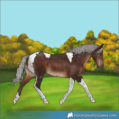 Horse Color:Silver Bay Tobiano
