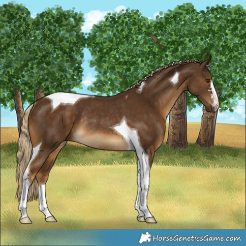 Horse Color:Chocolate Palomino Tobiano Rabicano