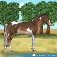 Horse Color:Chocolate Palomino Tobiano Rabicano 