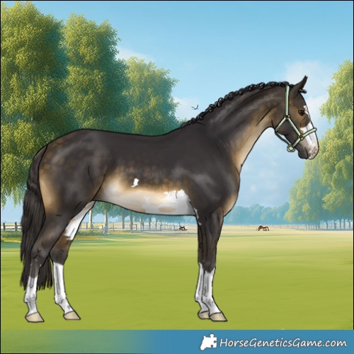 Horse Color:Buckskin 