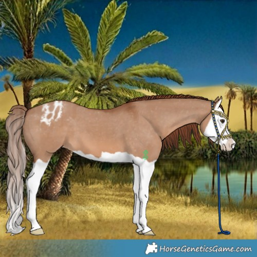 Horse Color:Red Dun Splash Varnish