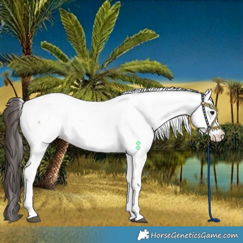 Horse Color:Brown Dun Fewspot