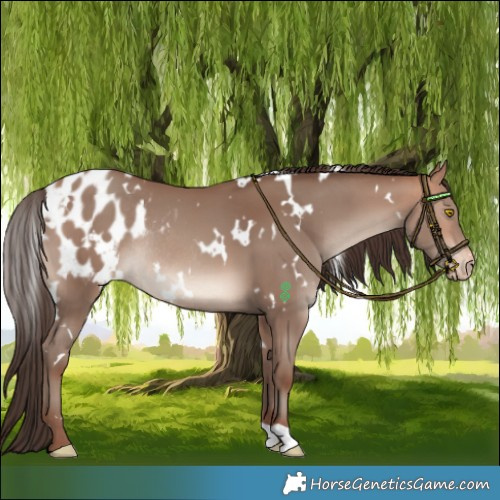Horse Color:White Spotted Amber Champagne Blanket Rabicano