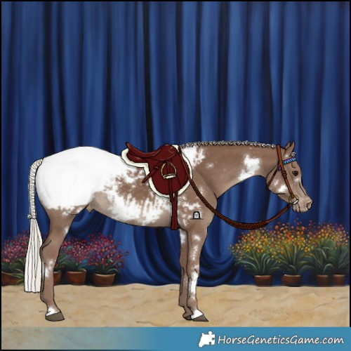 Horse Color:White Spotted Silver Black Appaloosa Rabicano 