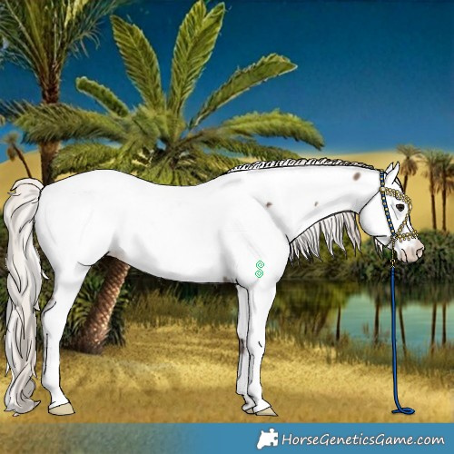 Horse Color:White Spotted Silver Black Near Fewspot Rabicano 