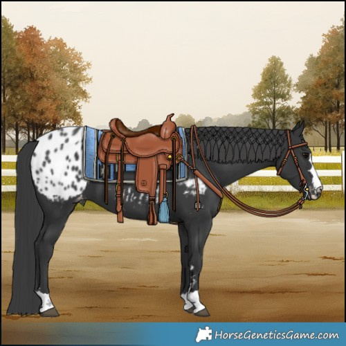 Horse Color:Black Blanket 