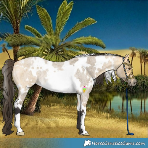 Horse Color:White Spotted Buckskin Roan Dun Rabicano