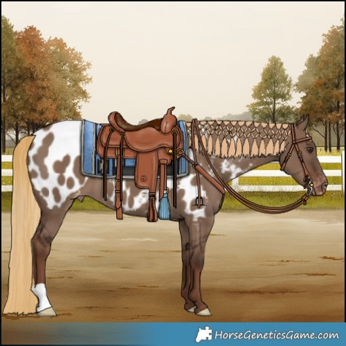 Horse Color:Liver Red Dun Blanket