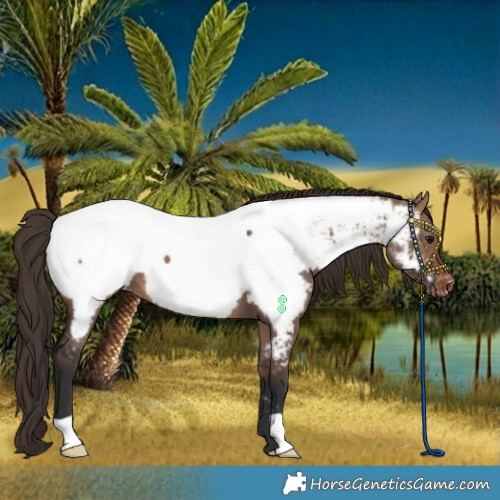 Horse Color:Brown Dun Near Fewspot