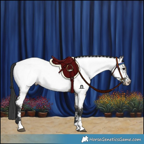 Horse Color:Grullo Appaloosa Rabicano 