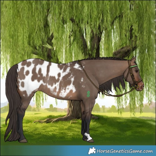 Horse Color:Brown Dun Blanket Rabicano 