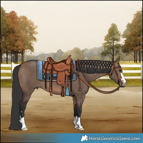 Horse Color:Brown Dun 