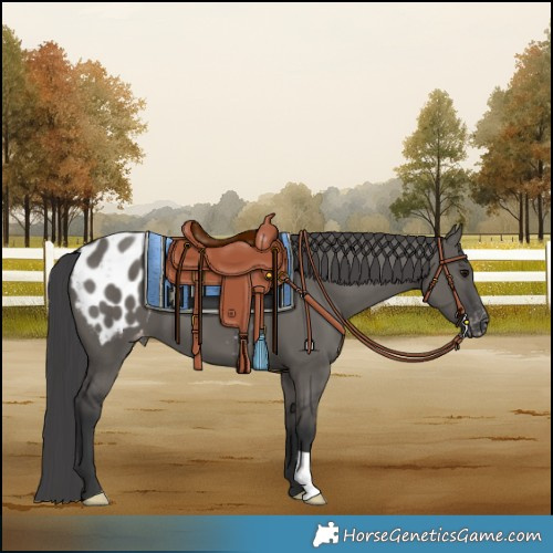 Horse Color:Grullo Blanket 