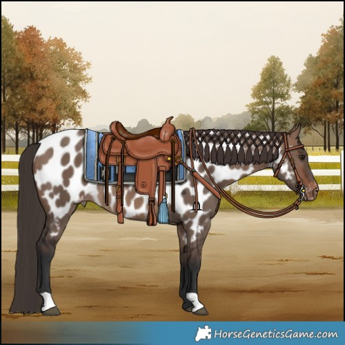Horse Color:Brown Dun Appaloosa