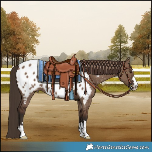 Horse Color:Liver Red Dun Near Leopard