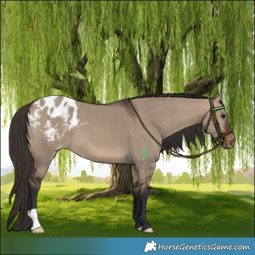 Horse Color:Brown Dun Blanket 