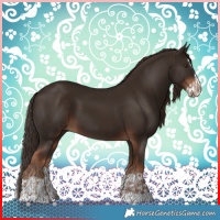 Horse Color:Liver Chestnut and Liver Chestnut Splash