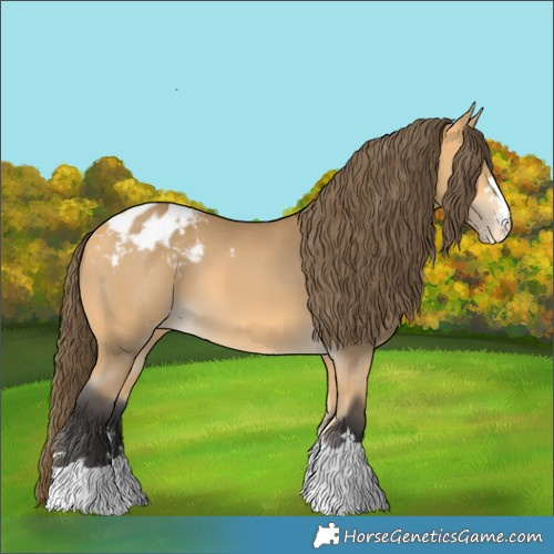 Horse Color:Buckskin Blanket