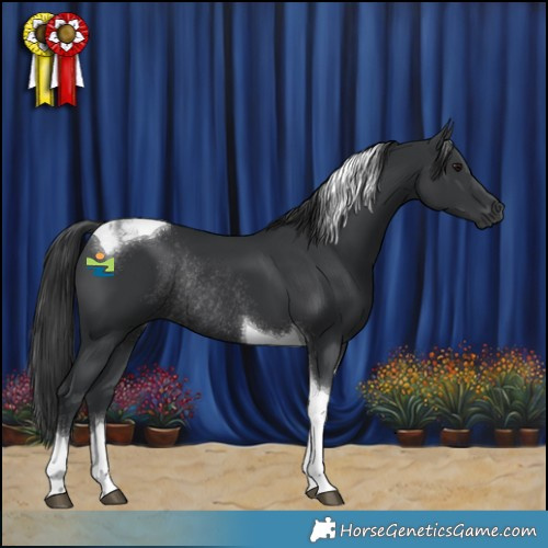 Horse Color:Black Tobiano Rabicano