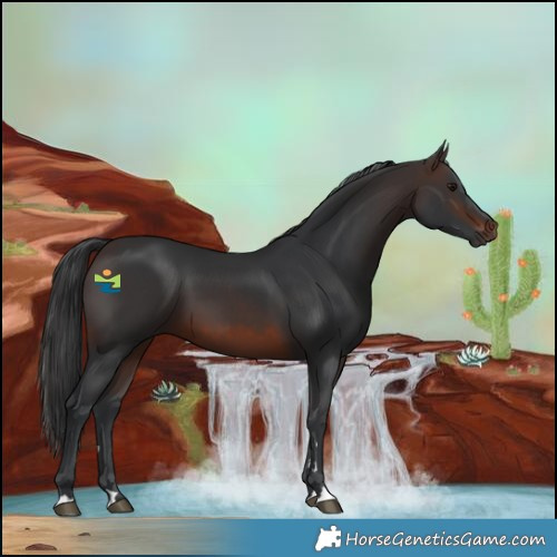 Horse Color:Brown 