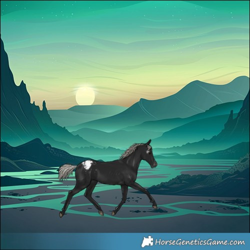 Horse Color:Gray Silver Brown Appaloosa 