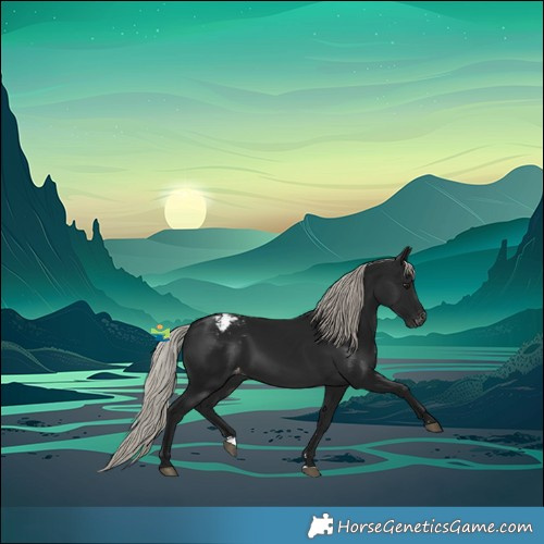Horse Color:Gray Silver Brown Appaloosa