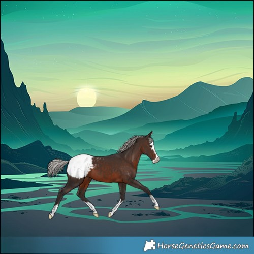 Horse Color:Silver Brown Splash Appaloosa 