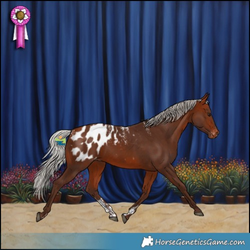 Horse Color:Powder White Silver Bay Appaloosa