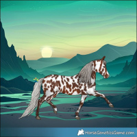 Horse Color:Silver Bay Splash Appaloosa 